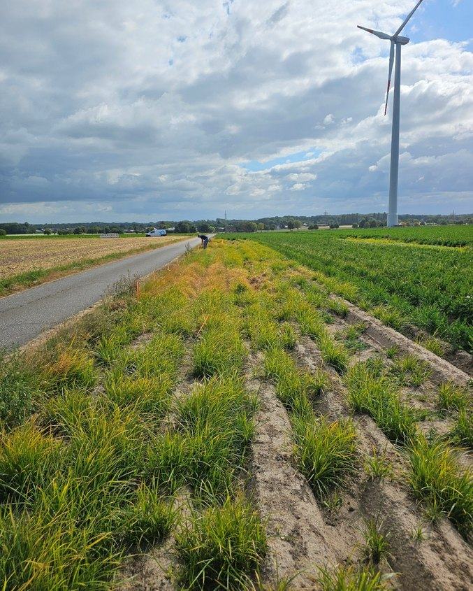 The same field ten days after one electrophysical treatment