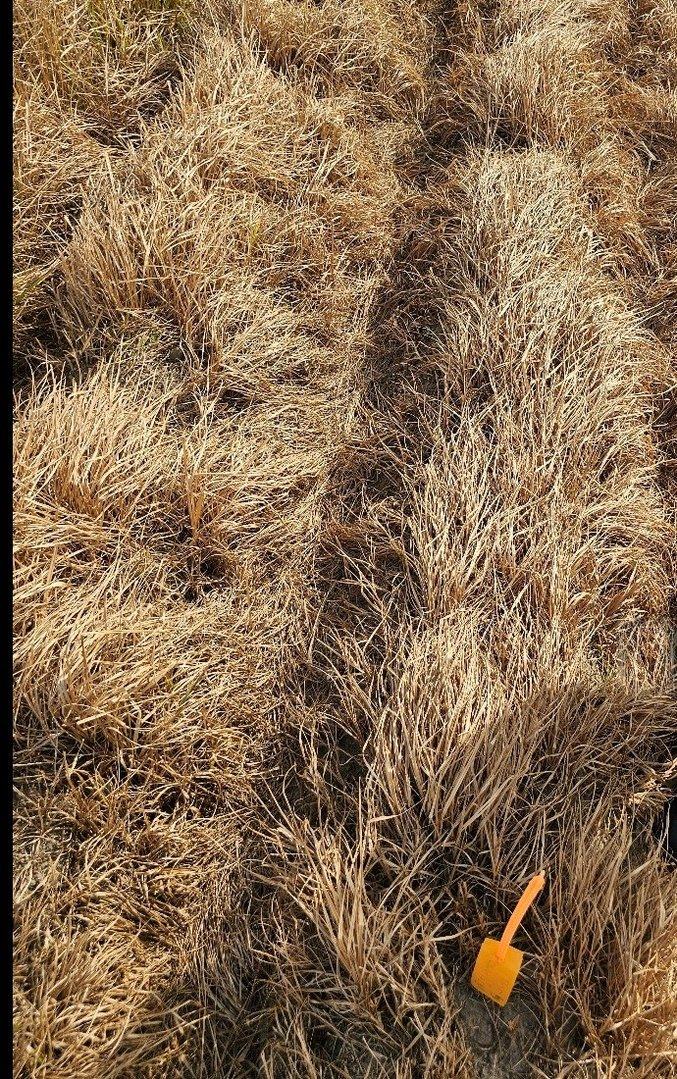 Yellow nutsedge thirty days after two treatments, fully desiccated