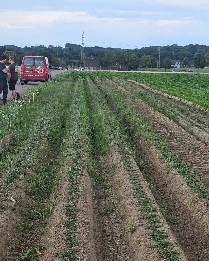 Carrot field infested with yellow nutsedge, untreated
