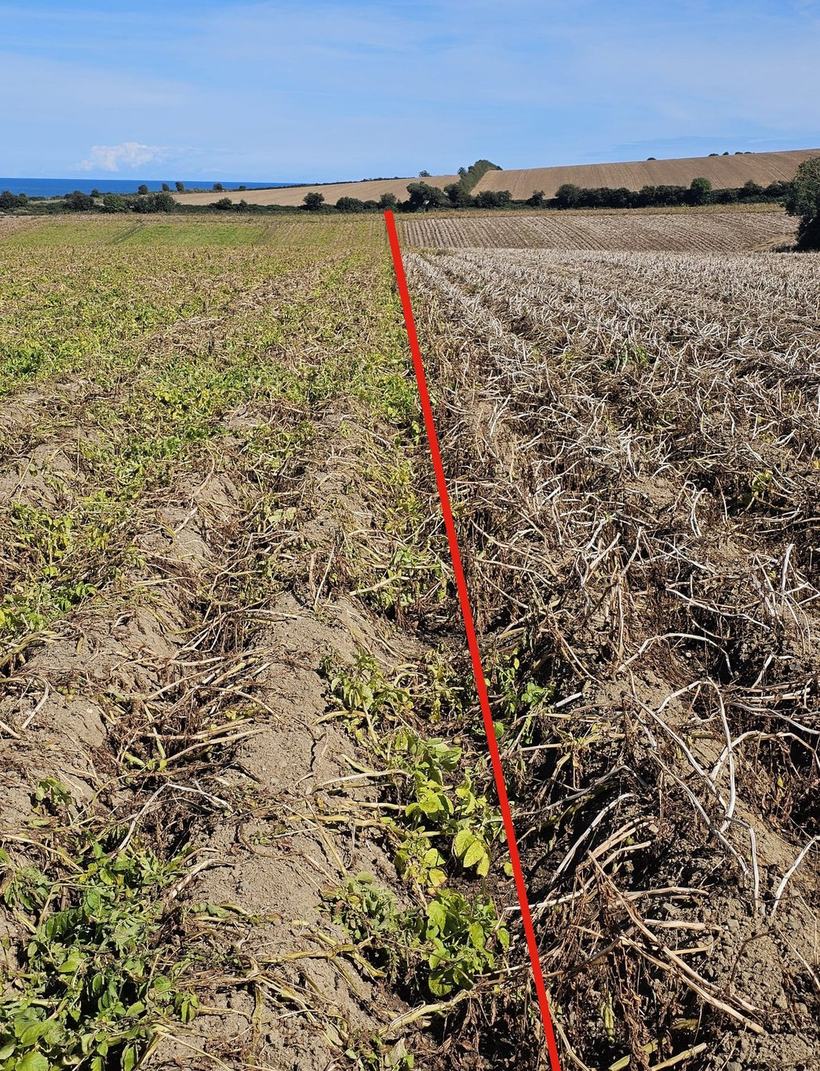 Treated potato field: left side seven days after treatment, right side twenty-one days after treatment
